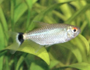 red eye tetra