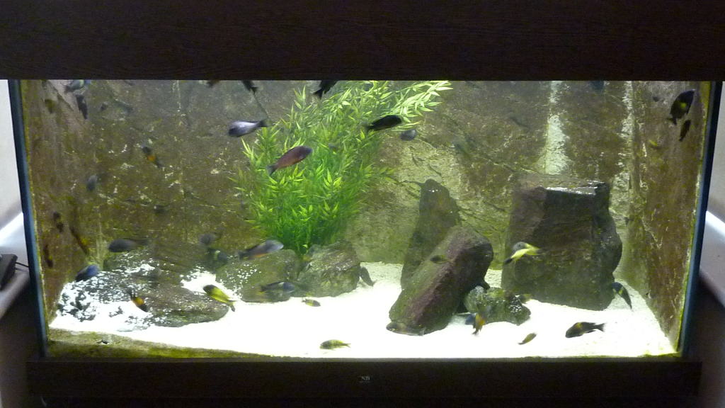 hagen-fluval-led-plant-aqualife-tank