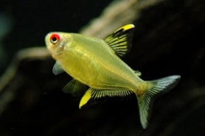 lemon tetra lemon tetra