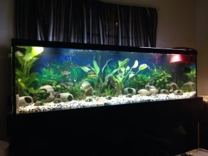 Jack Dempsey tank - Tropical Fish Site