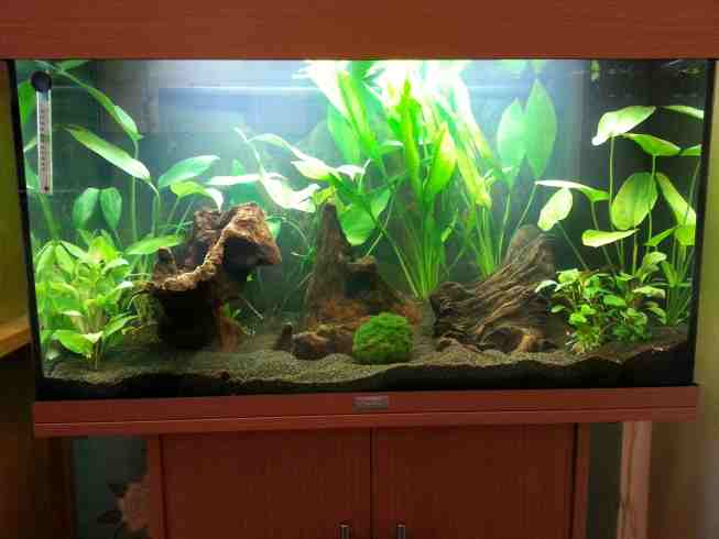 tropical fish for community tank