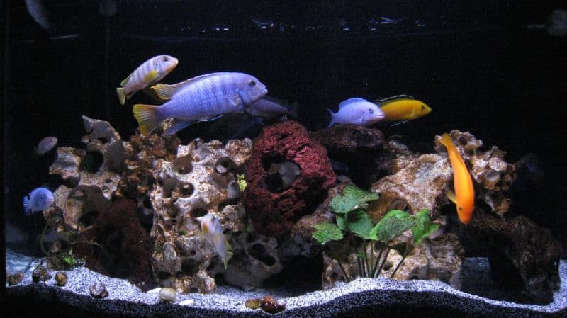 cichlid substrate