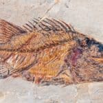 From Cambrian to Current: A Fish Evolution Story