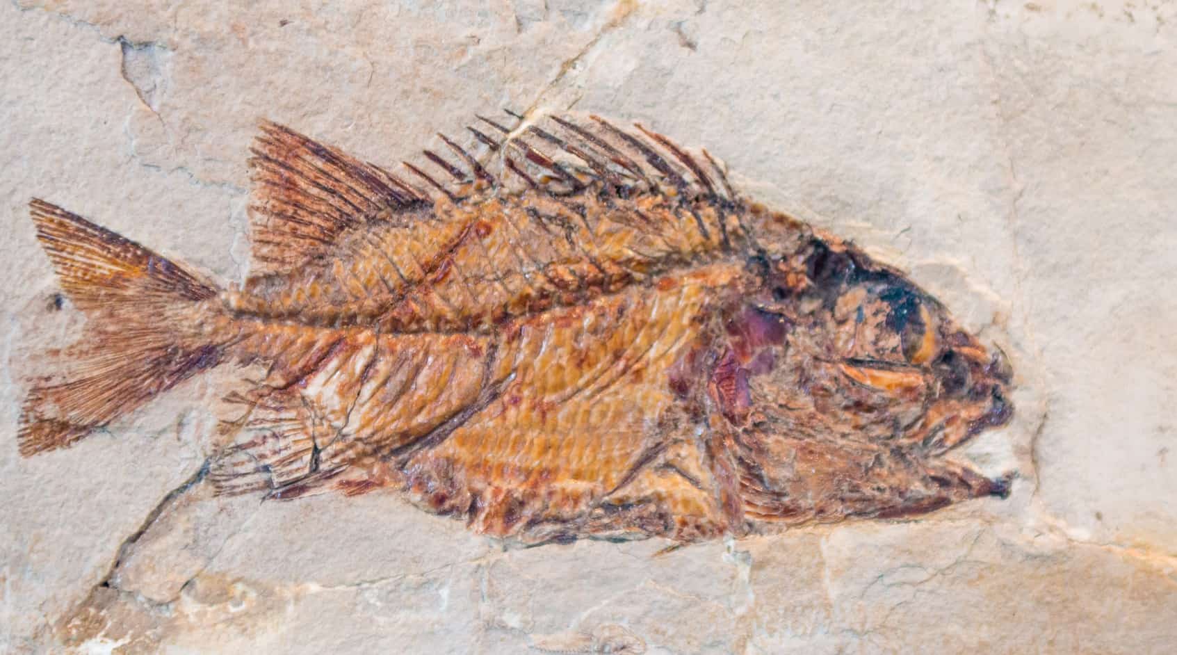 From Cambrian to Current: A Fish Evolution Story - Tropical Fish Site