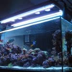 Everything You Need To Know About Using T5 Lights For Your Aquarium