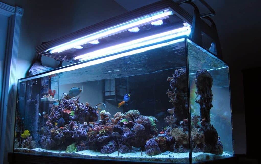 Using T5 Lights For Your Aquarium, 48 T5 Aquarium Light Fixture