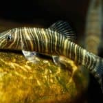 A Deeper Look In To Loach Fish Species